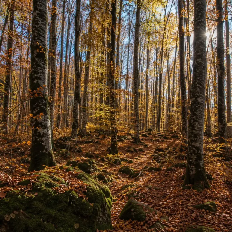 Caminar per la Fageda d’en Jordà